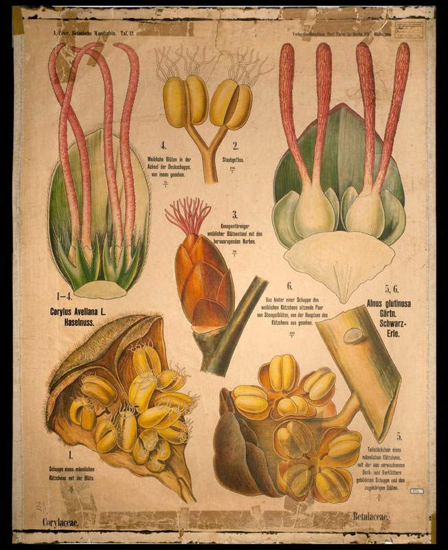 Tafel 12 Corylaceae-Betulaceae